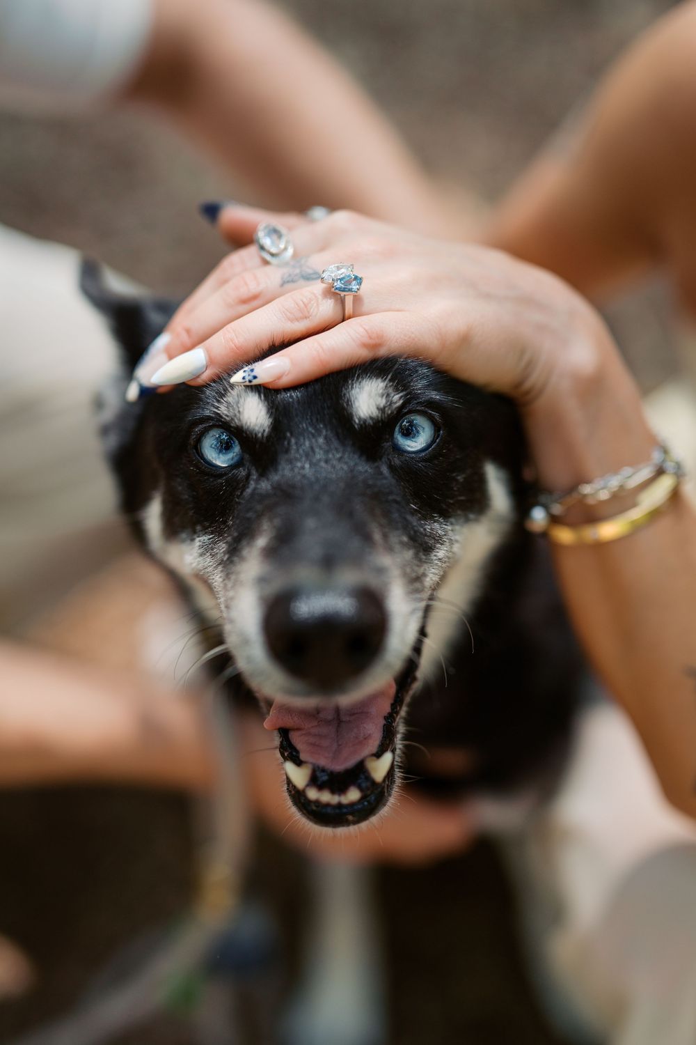 Close-up of a happy husky mix dog with striking blue eyes and engagement rings visible on hand petting its head.