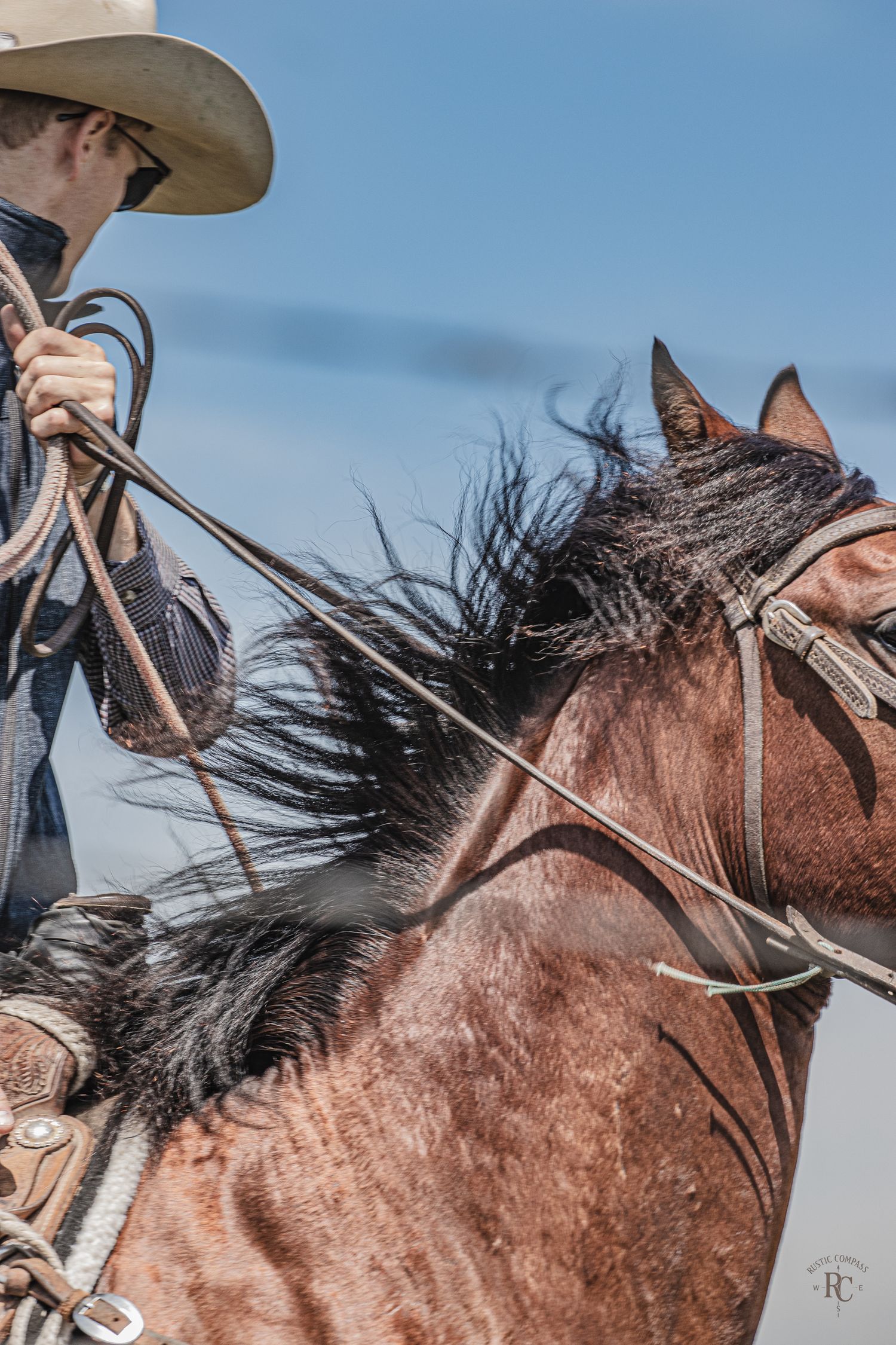 roper gathering his reins and rope to loop a calf during a branding