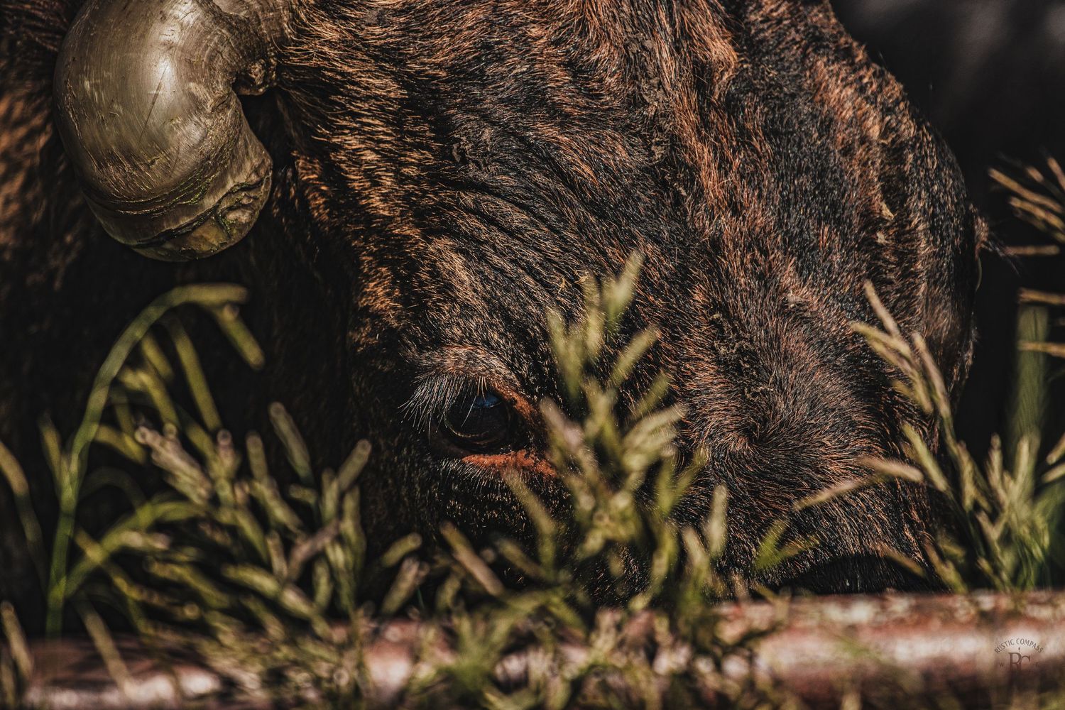 Close-up of longhorn brindle cow grazing in the grass in a metal corral