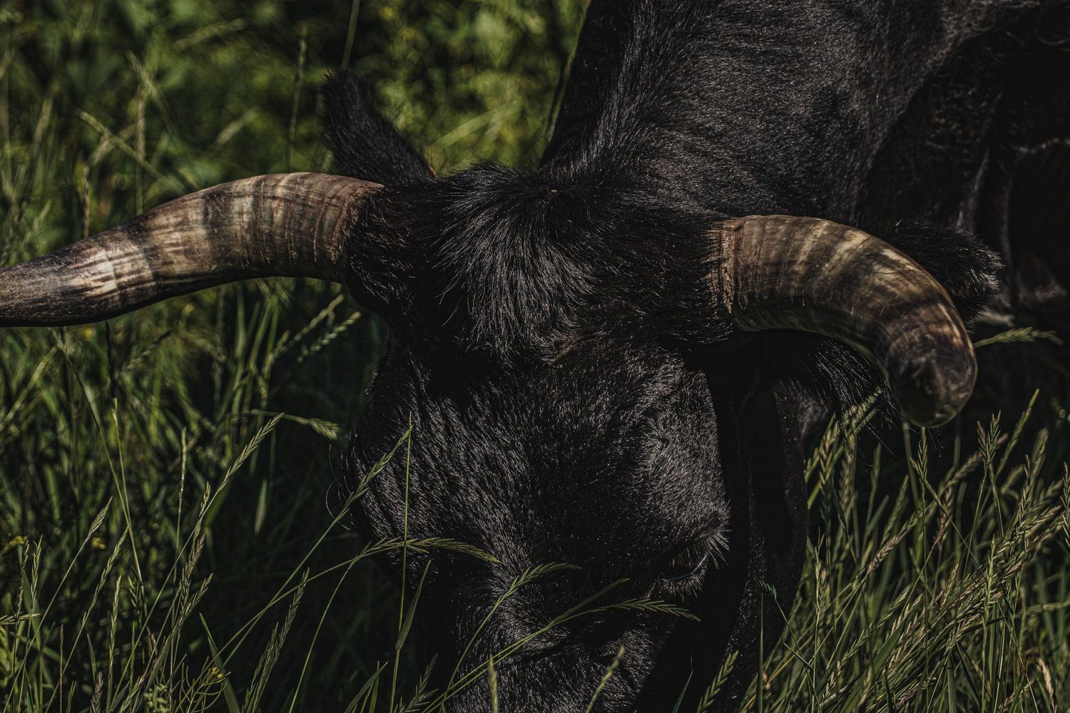 A large black cape buffalo with curved horns grazing in tall grass during sunset.