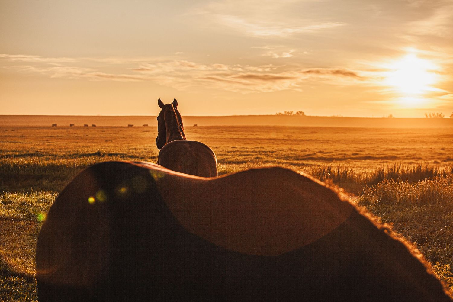 Silhouetted horses graze in open fields during a dramatic golden sunrise with sun rays piercing through clouds in southern alberta
