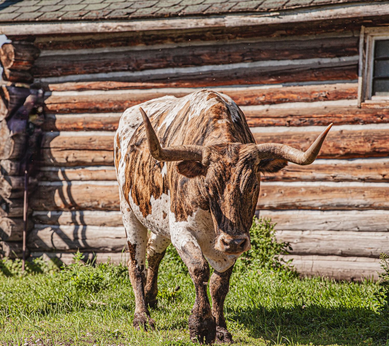 Speckled Longhorn bucking bull grazing on green grass near rustic wooden log cabin wall during sunny day.