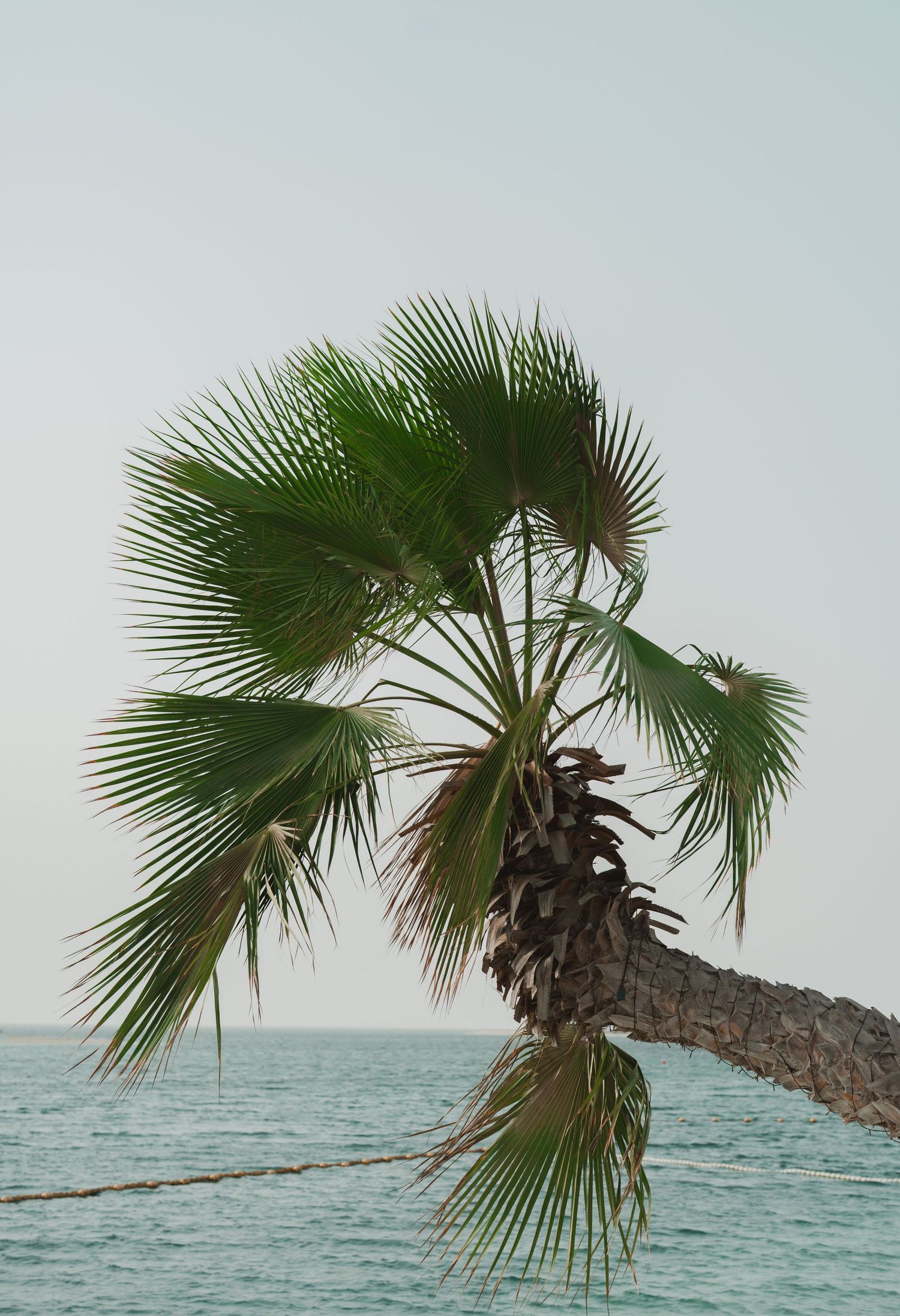 A palm tree with green fronds leans over turquoise ocean waters against a pale blue sky.