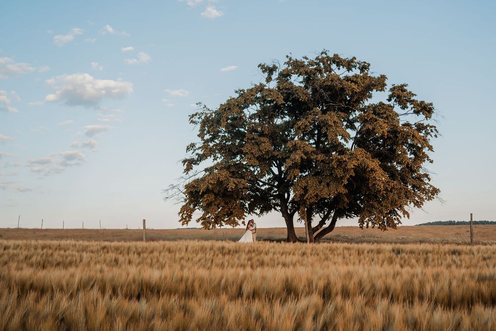 A lone oak tree stands amidst golden wheat fields under a bright blue sky with scattered clouds.