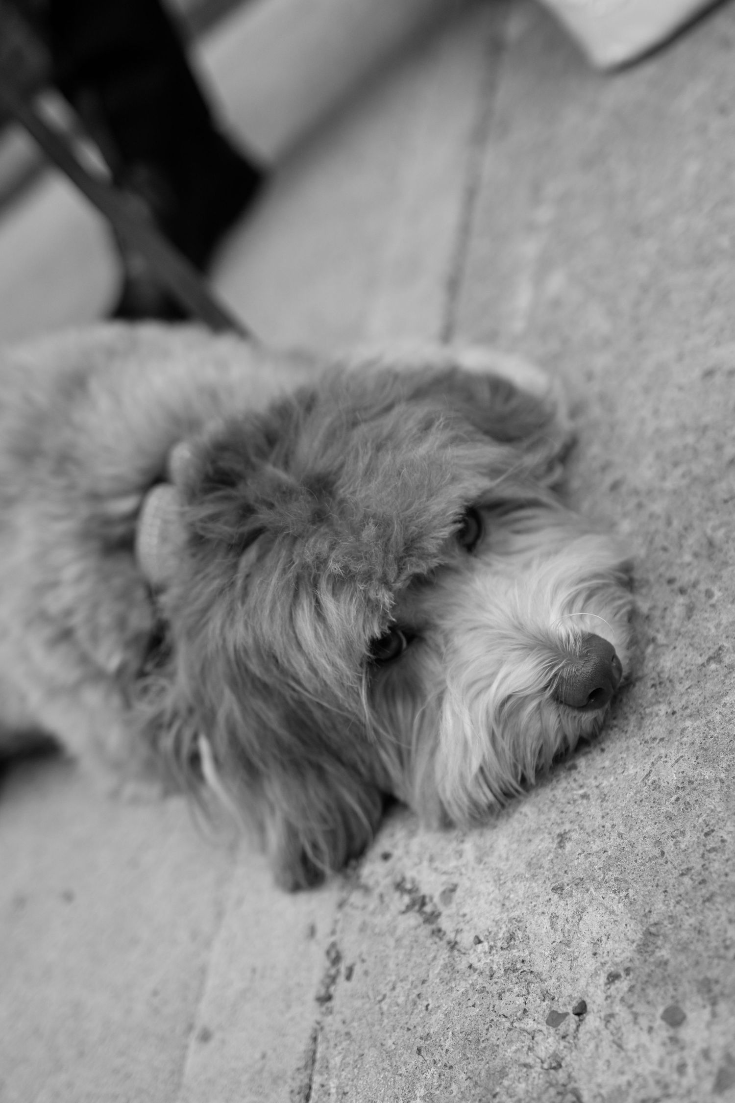 Bride and grooms puppy with fluffy fur lies on concrete floor in black and white photograph at their wedding. Captured by Aliza Dworkind.