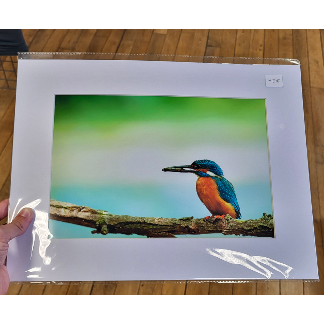 A vibrant kingfisher perched on a branch against a blurred green and blue background displaying its orange and blue colors.
