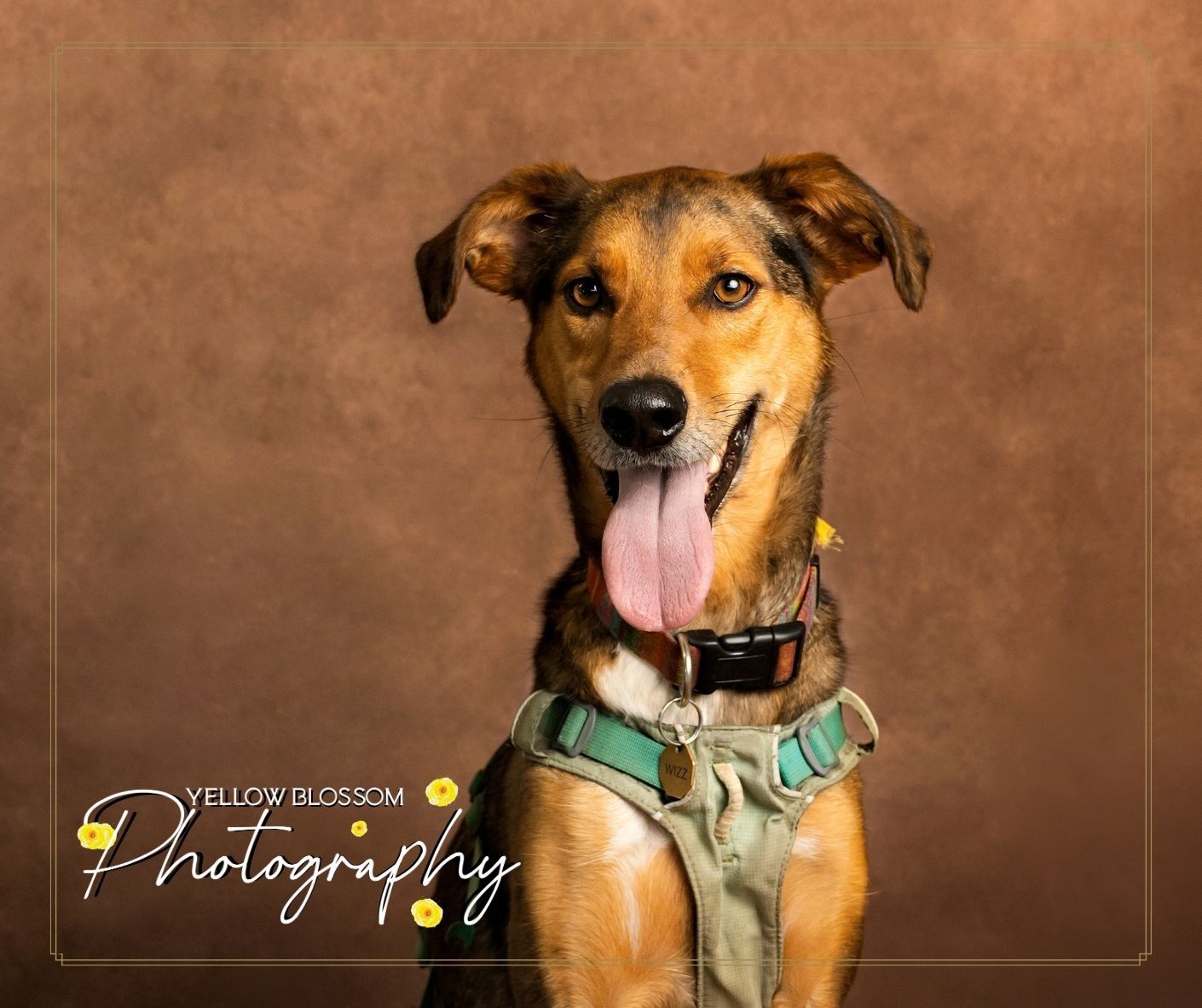 Happy brown and black mixed breed dog wearing a teal collar poses against brown backdrop in professional portrait.