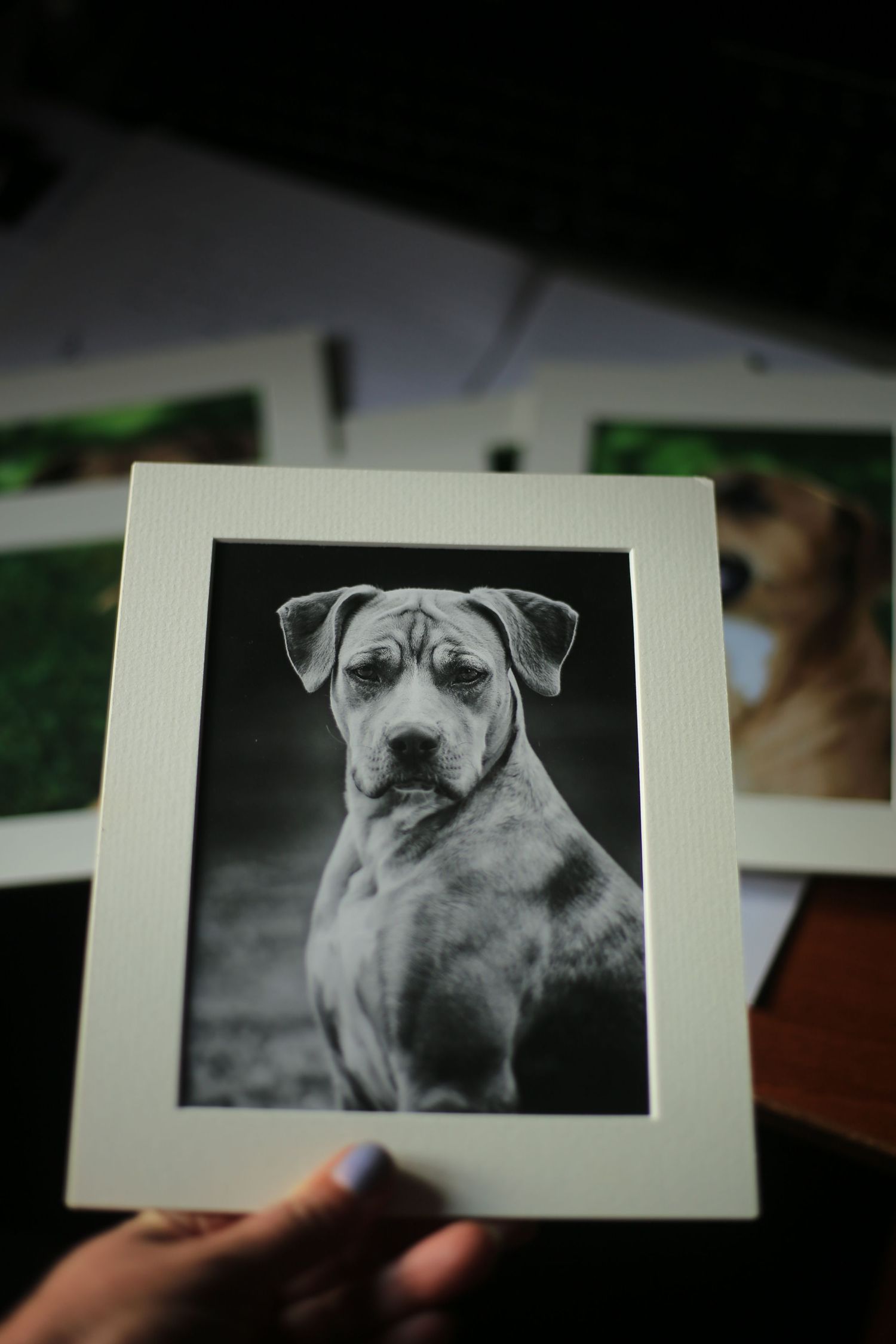 Barnsley, dog photography, dog photos, dog photographer
