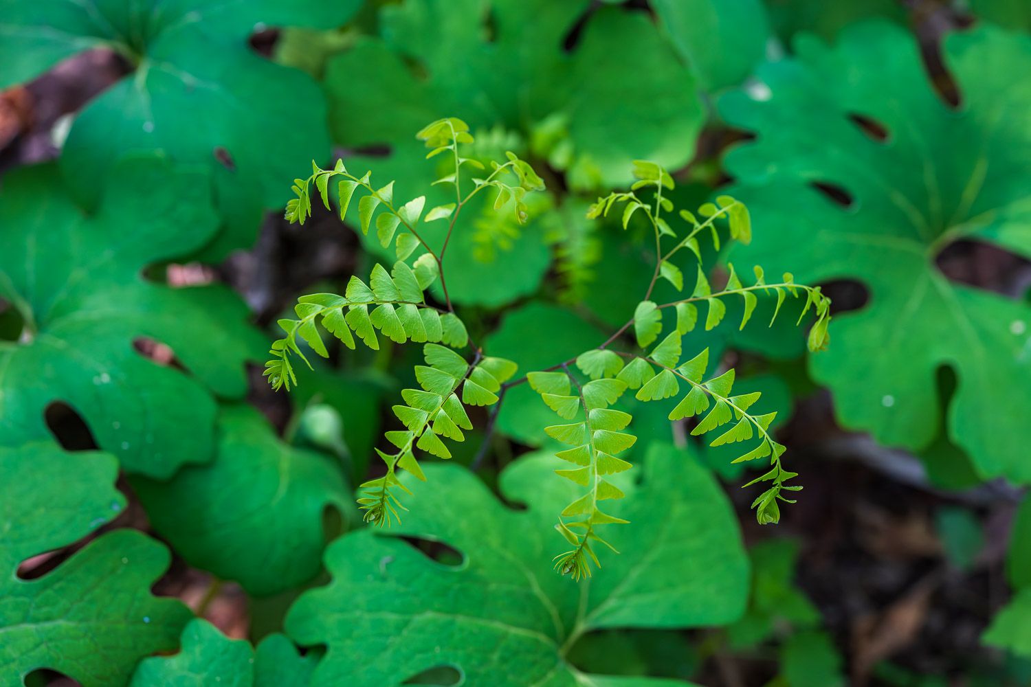 Close-up of vibrant green fern fronds and clover leaves growing on a forest floor. Maidenhair fern and blood root leaves