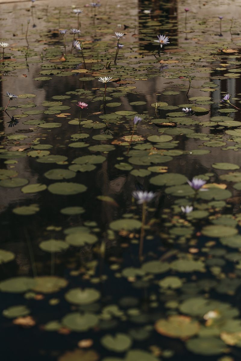 Serene pond with green lily pads and purple water lilies floating on dark reflective water.
