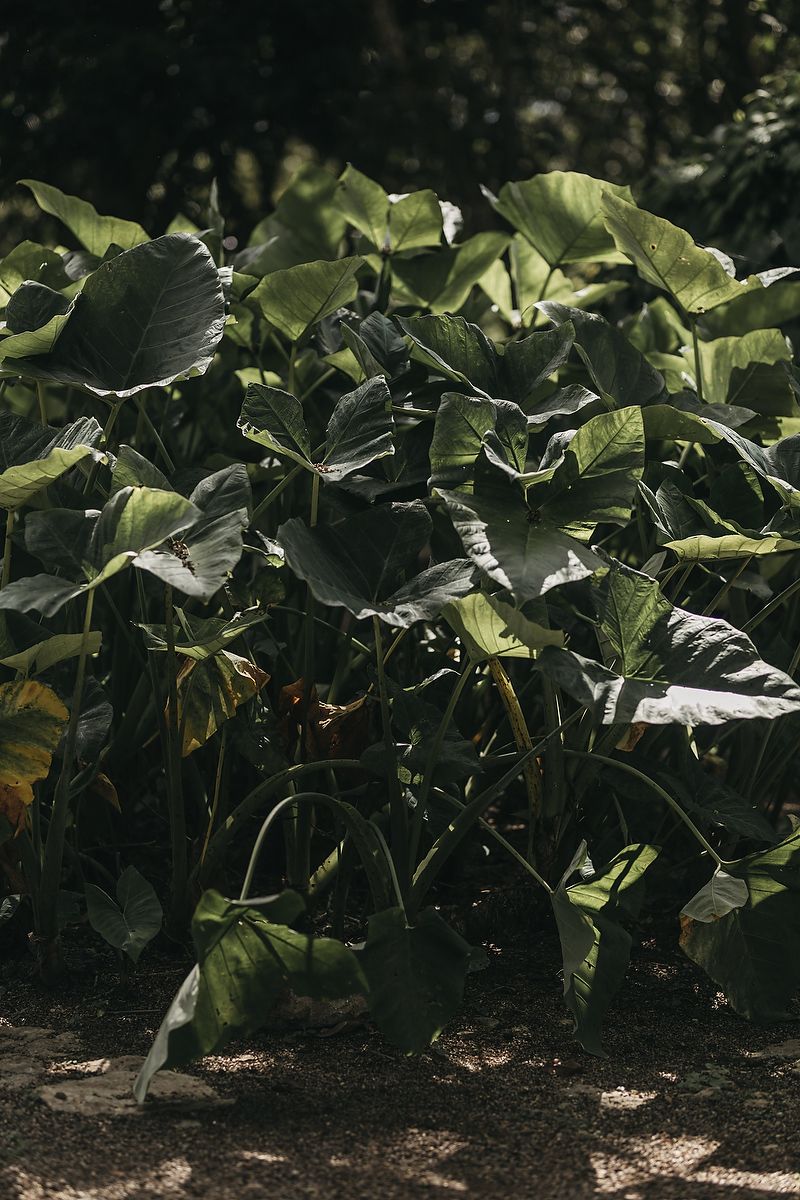 Lush tropical taro plants with large green leaves growing in dappled sunlight in a garden setting.