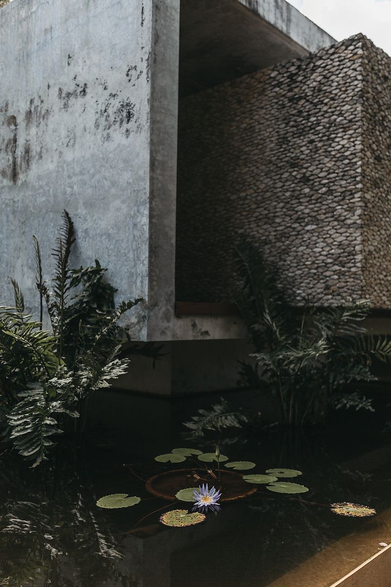 A serene pond with lily pads and a purple water lily beside a concrete building with stone wall accents.