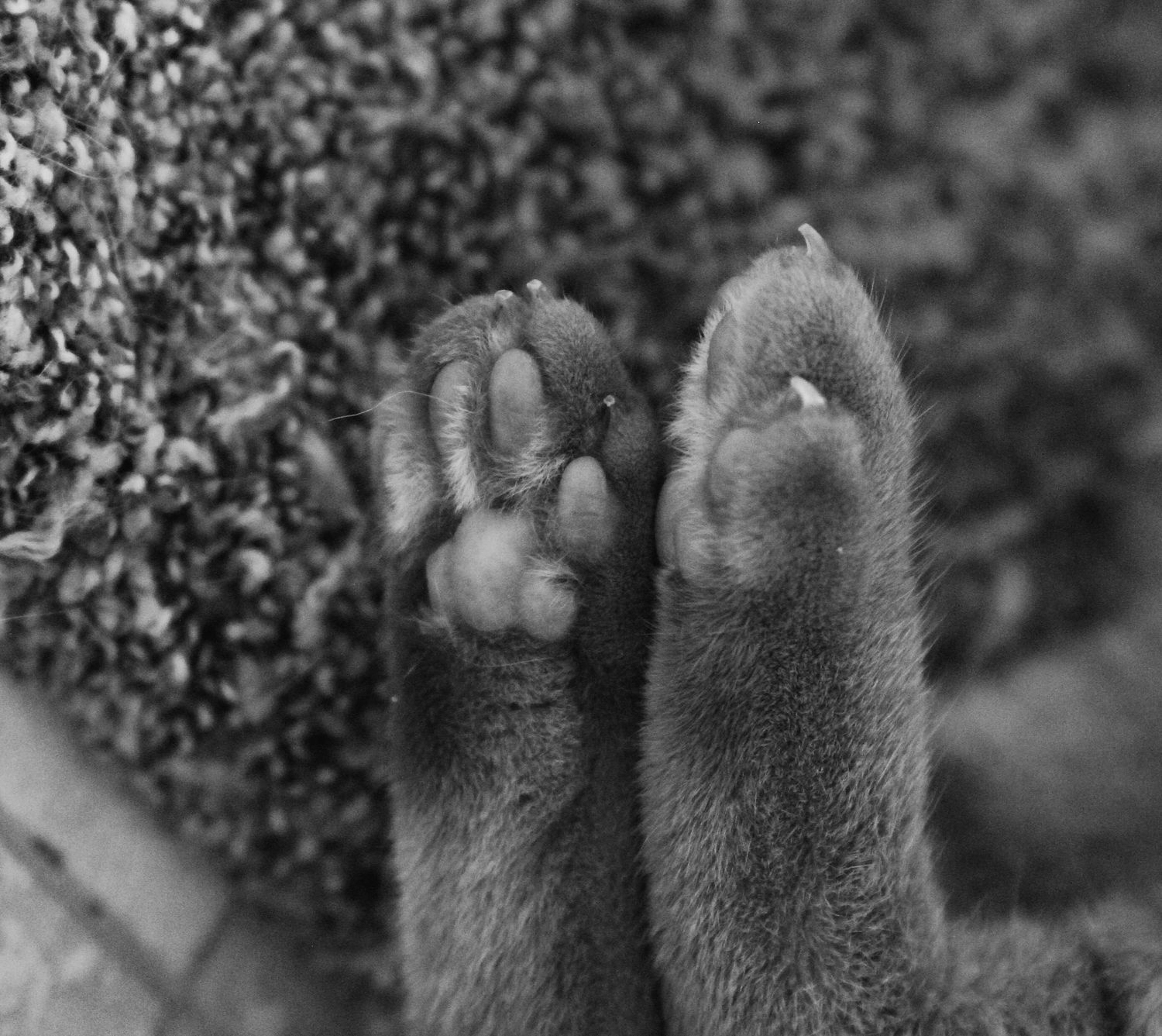A close-up black and white photo of two fuzzy animal paws on a mossy surface.