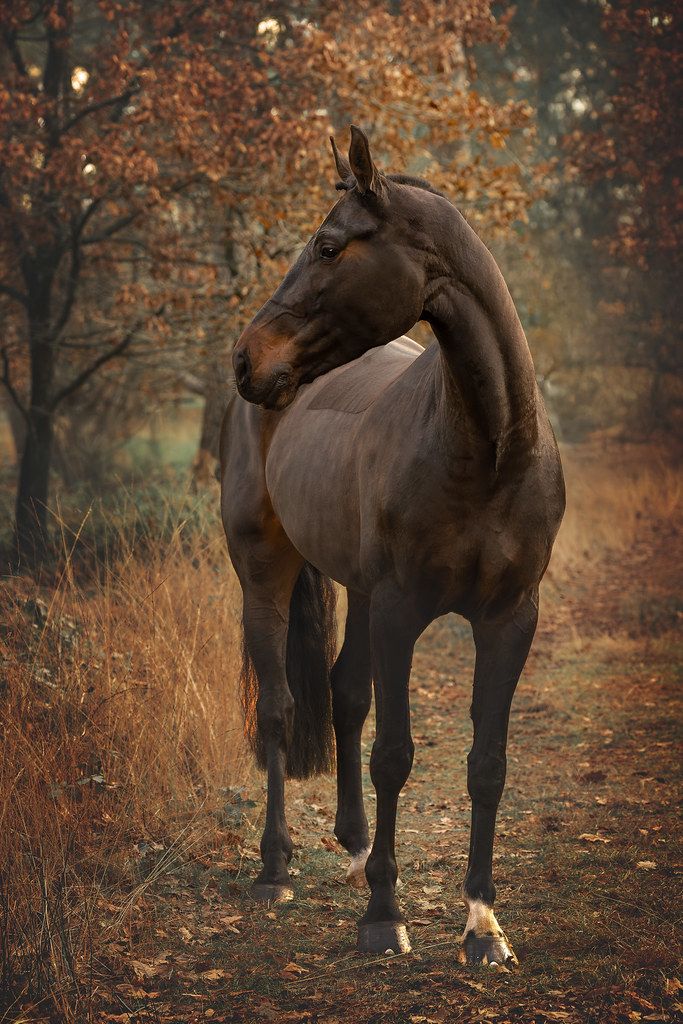 Je paard tussen de herfstkleuren.