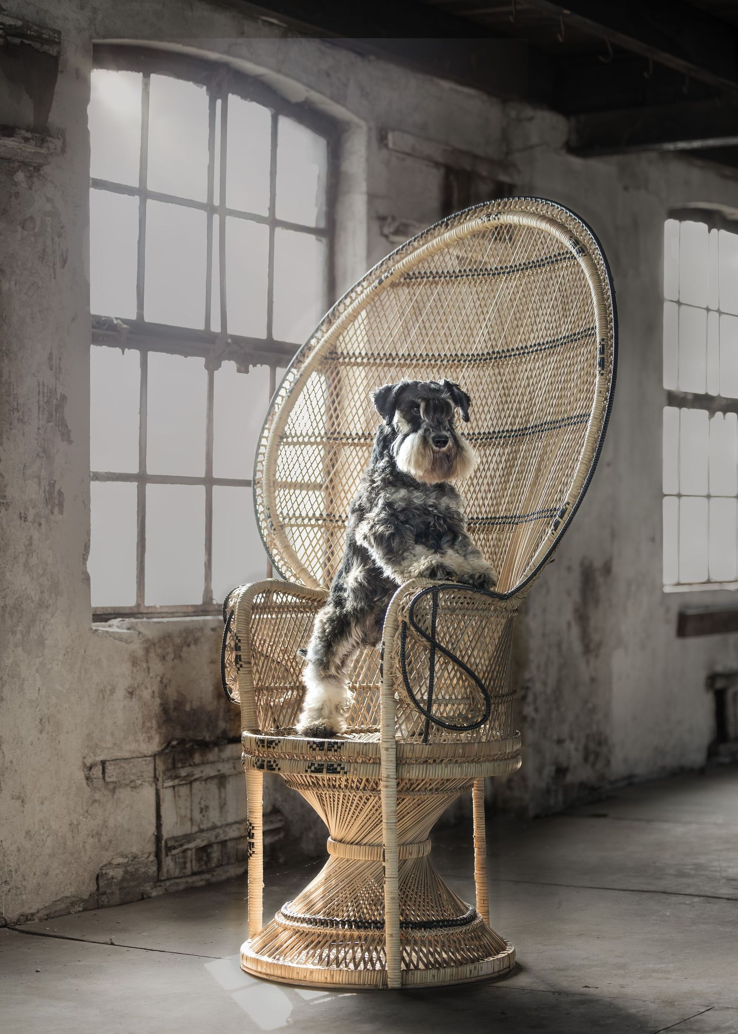 "Keesje, wat een geweldig model! 🐾Op afstand aangestuurd door zijn vrouwtje, hihi. En dat koppie... dan vergeet je toch even de hele wereld