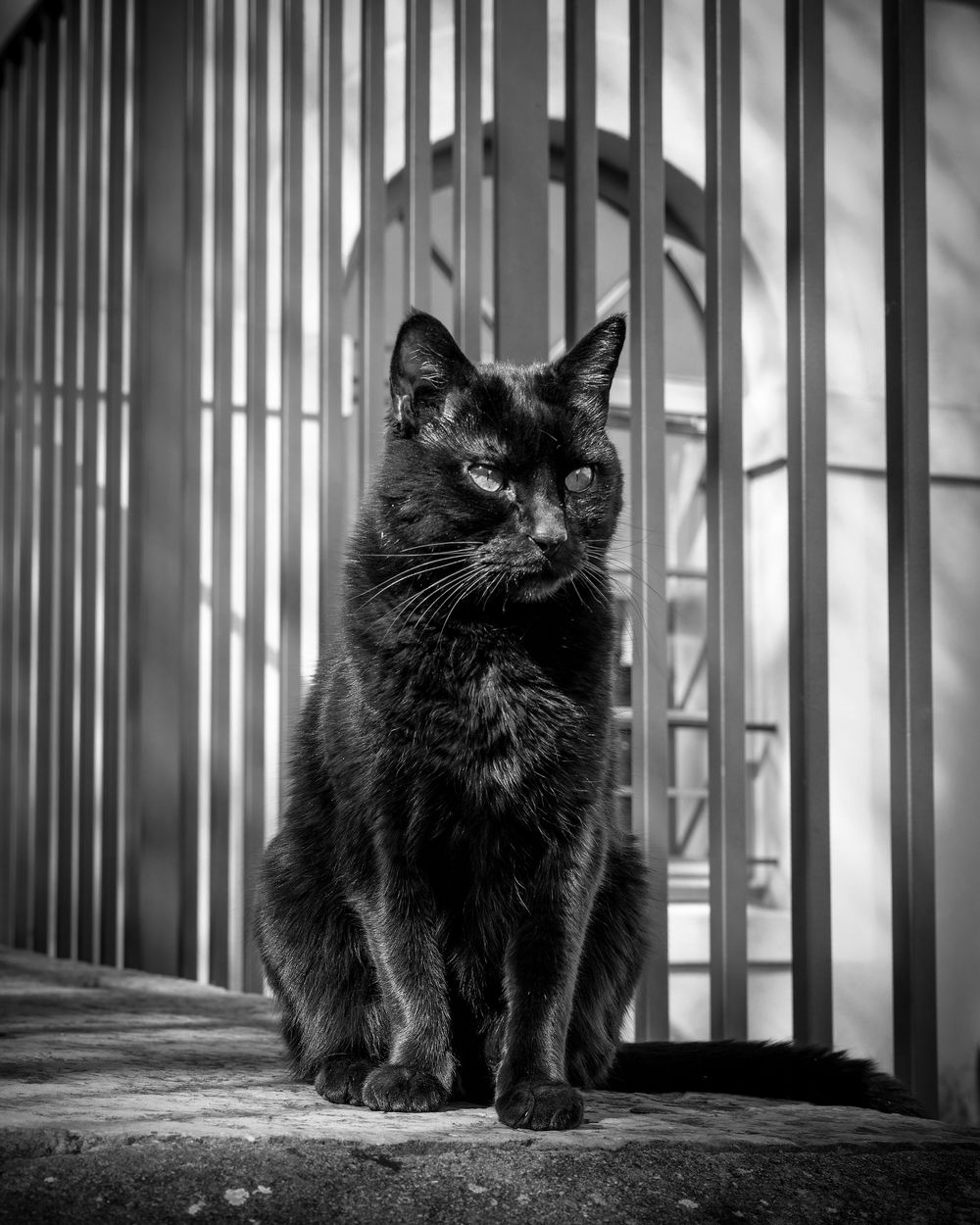 Four black cats sit and lay near vertical prison-like bars in a dramatic black and white composition.