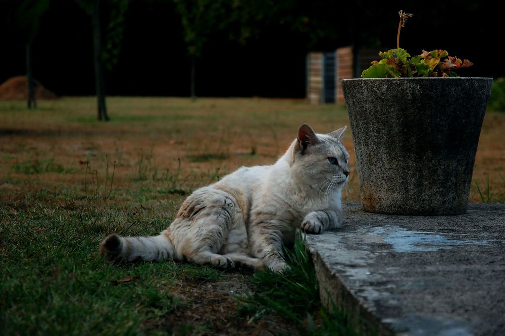 Collie dog relaxing and laying on stone surface in peaceful outdoor setting during golden hour.