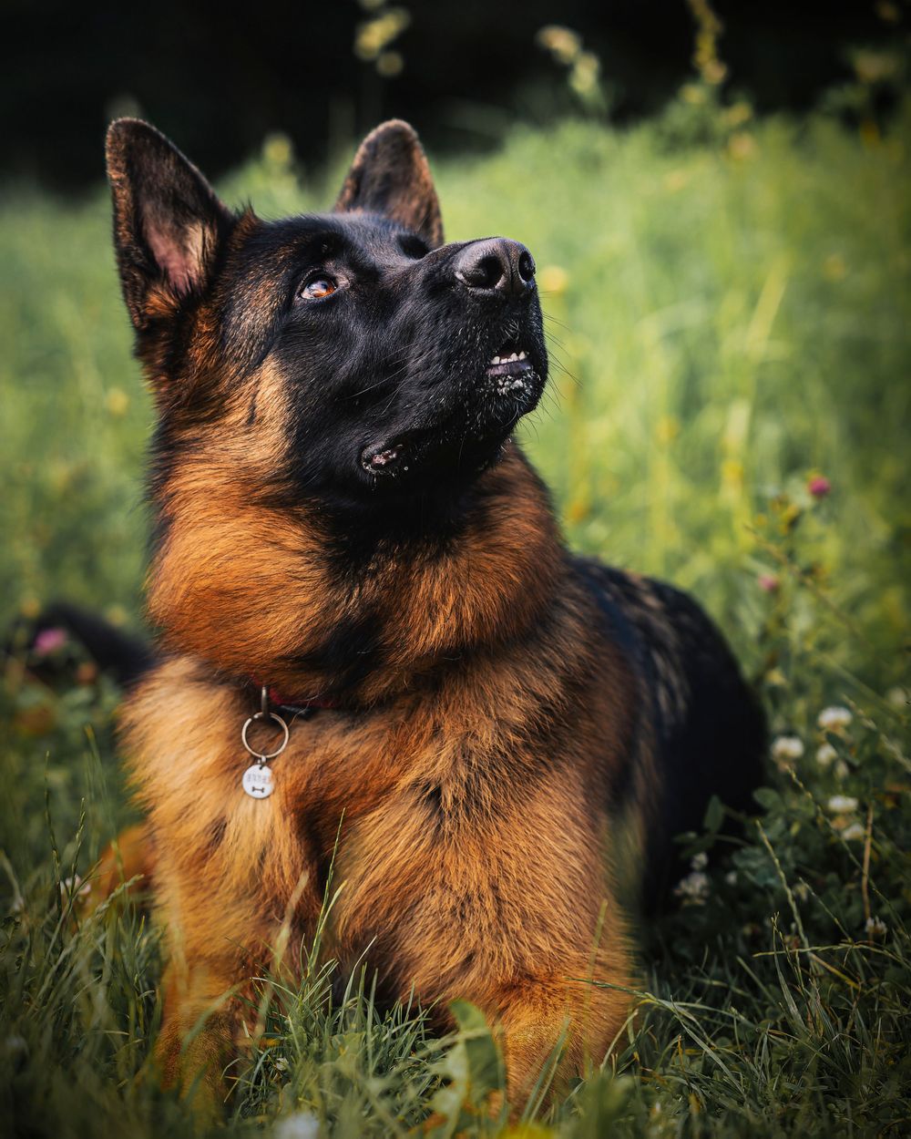 A German Shepherd dog with rich tan and black coloring looks upward alertly while sitting in green grass.