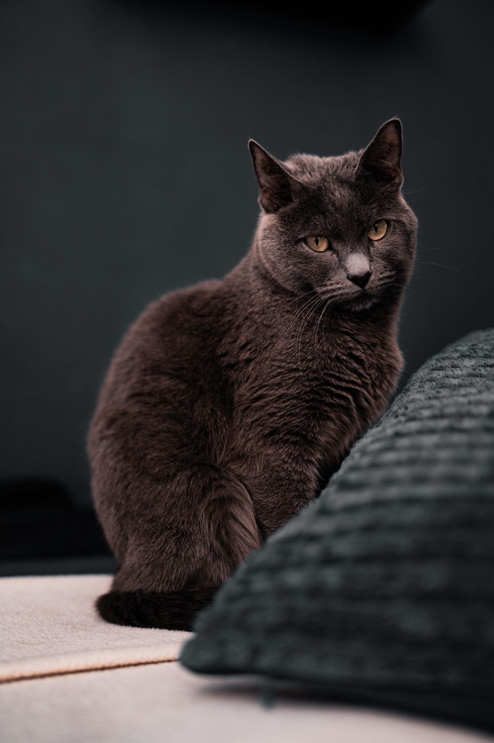 A black cat sits against a dark background while looking back over its shoulder with glowing eyes.