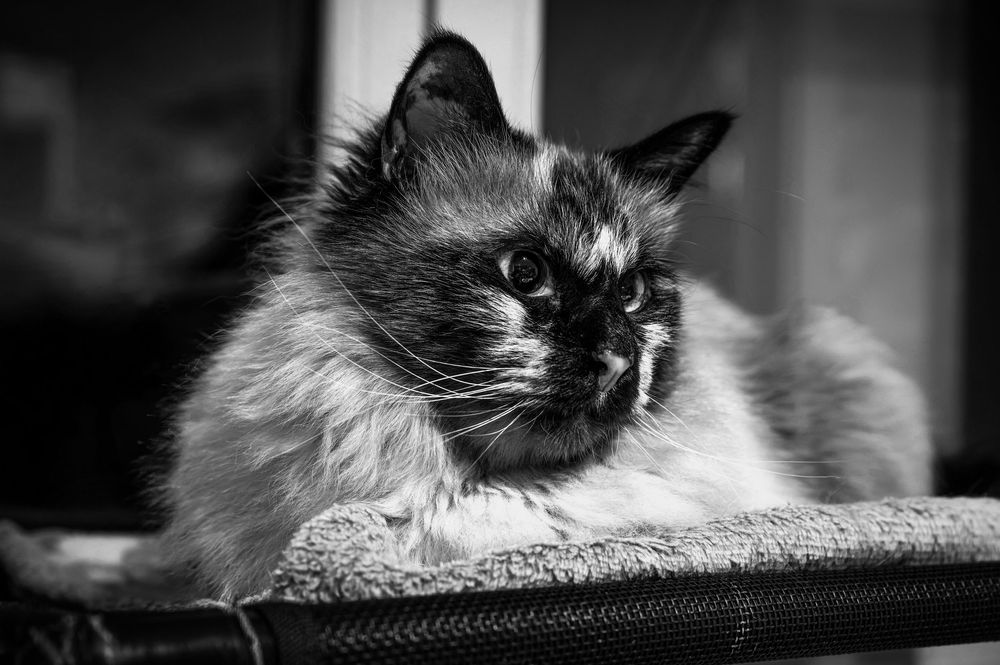 A series of black and white photographs showing close-up views of a cat's face and fur in different poses.