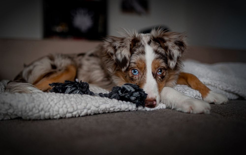 An Australian Shepherd dog with striking brown and white fur lies down while resting on a dark surface.