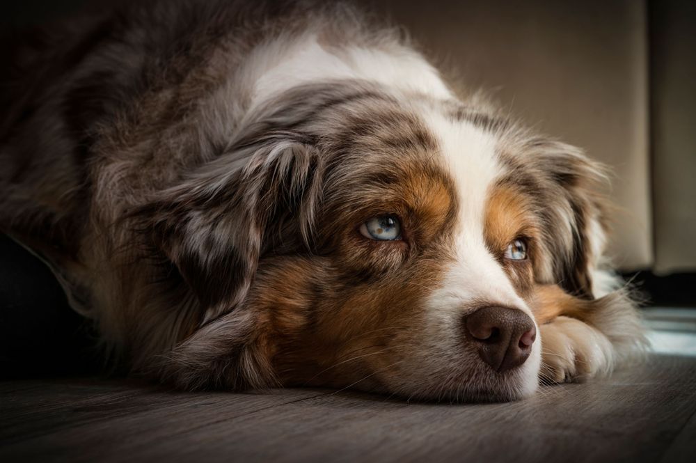 Australian shepherd dog with brown and white fur lays on floor while sleepy eyes peek through long bangs.