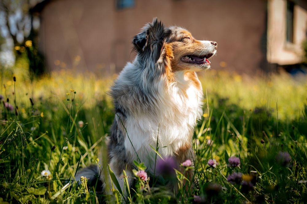 Beautiful collie dog with fluffy fur enjoying sunset in tall grass while looking to the side.