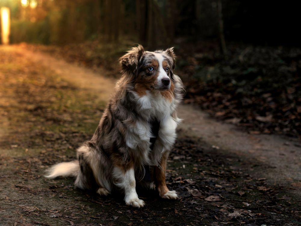 Australian Shepherd walks along a sunlit forest path during golden hour with autumn leaves on the ground.