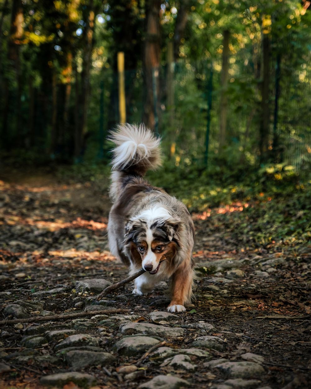 An Australian Shepherd dog with a fluffy tail runs playfully along a rocky forest path during autumn.