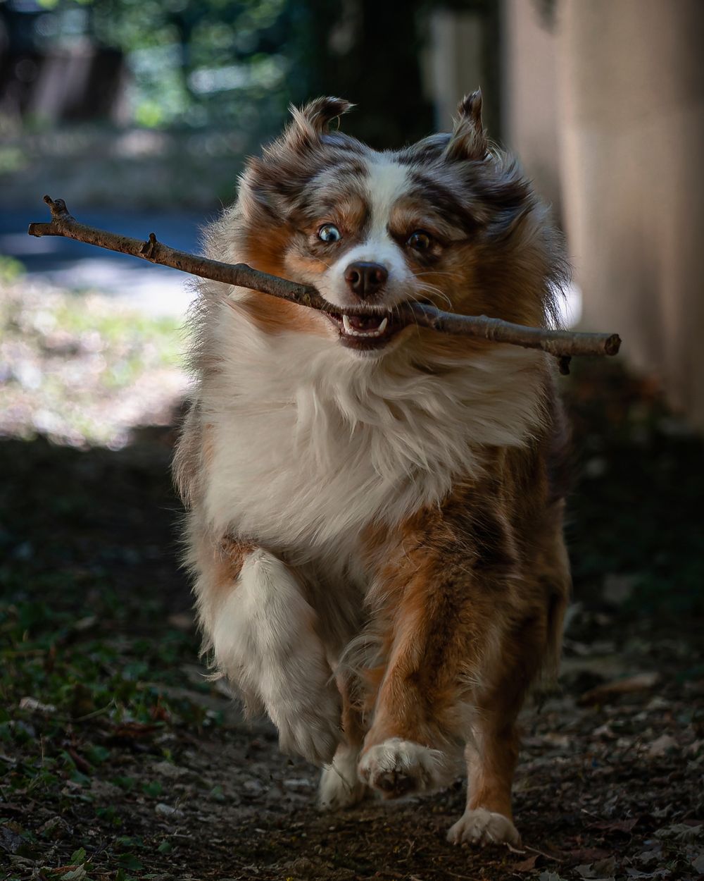 Happy Australian Shepherd dog running with a stick in its mouth through a wooded area.