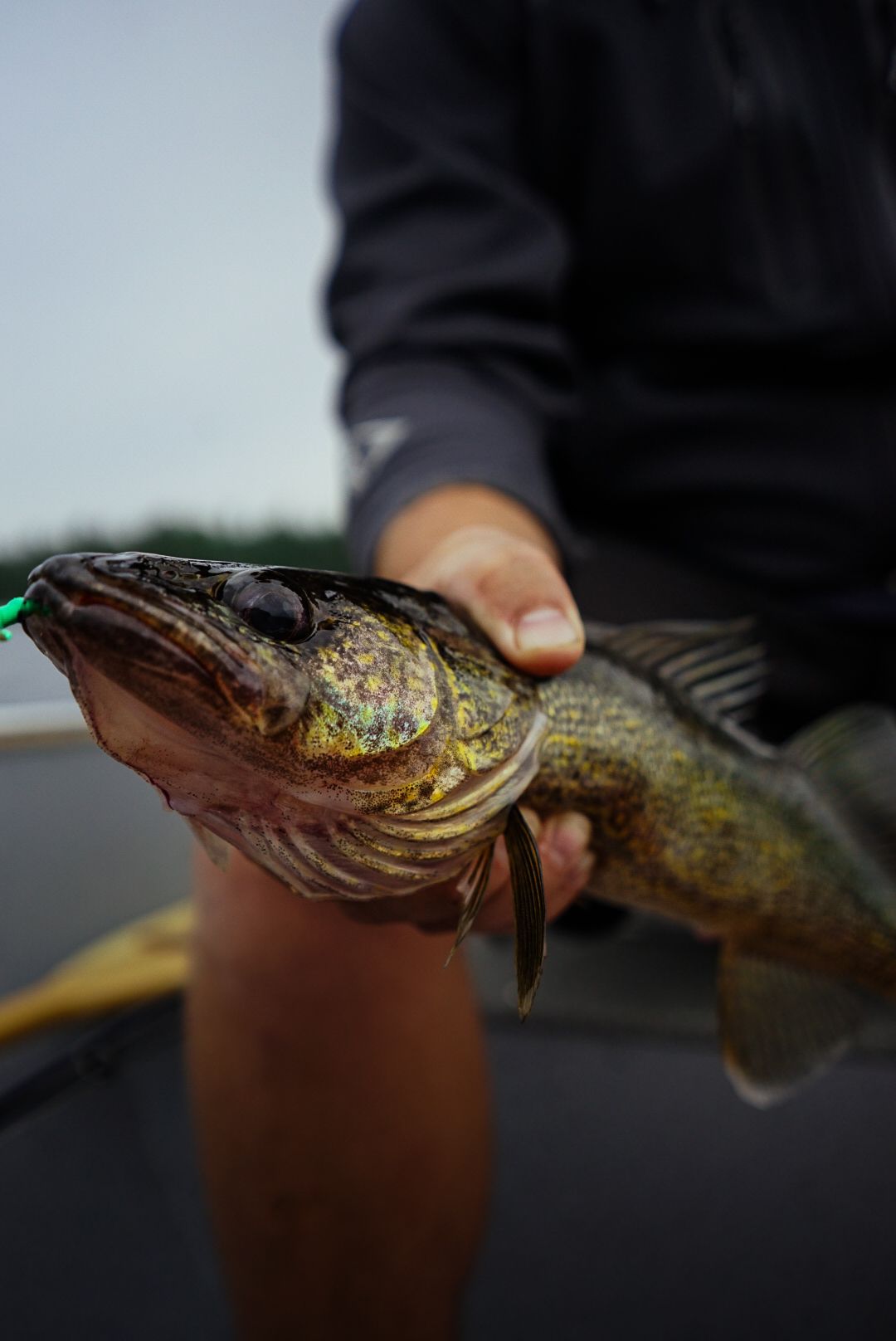 Close-up of a northern pike fish showing detailed scales and markings.