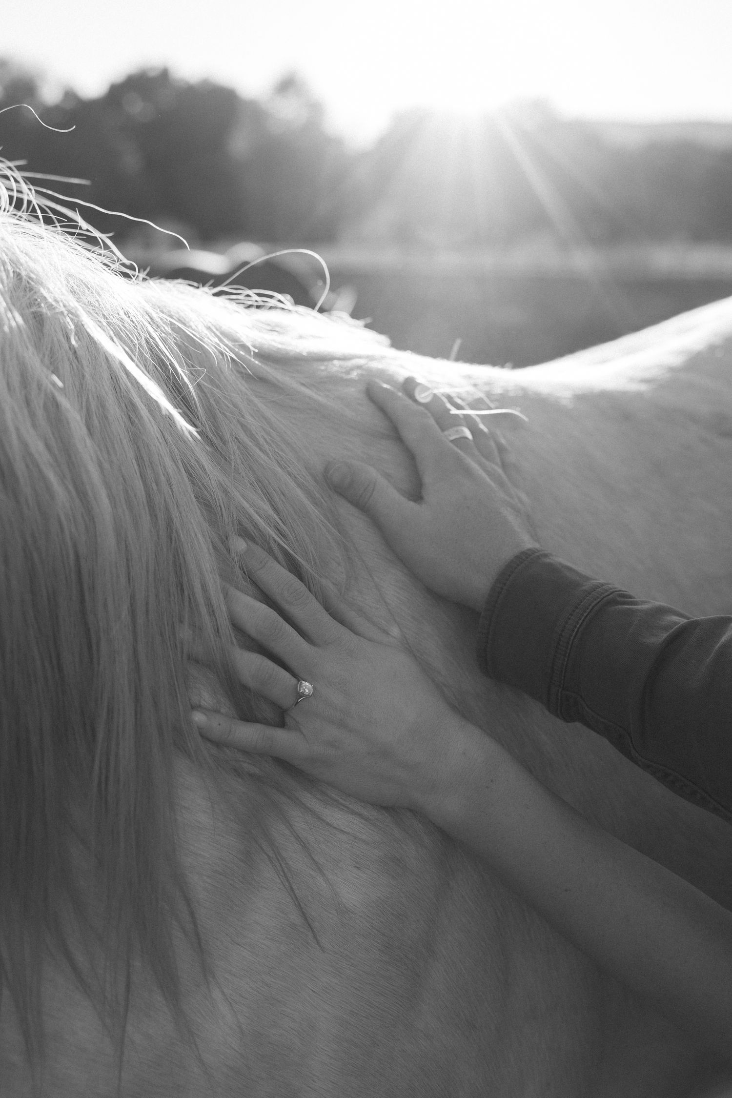 A close-up black and white photo sequence showing a hand gently stroking a horse's mane in sunlight.