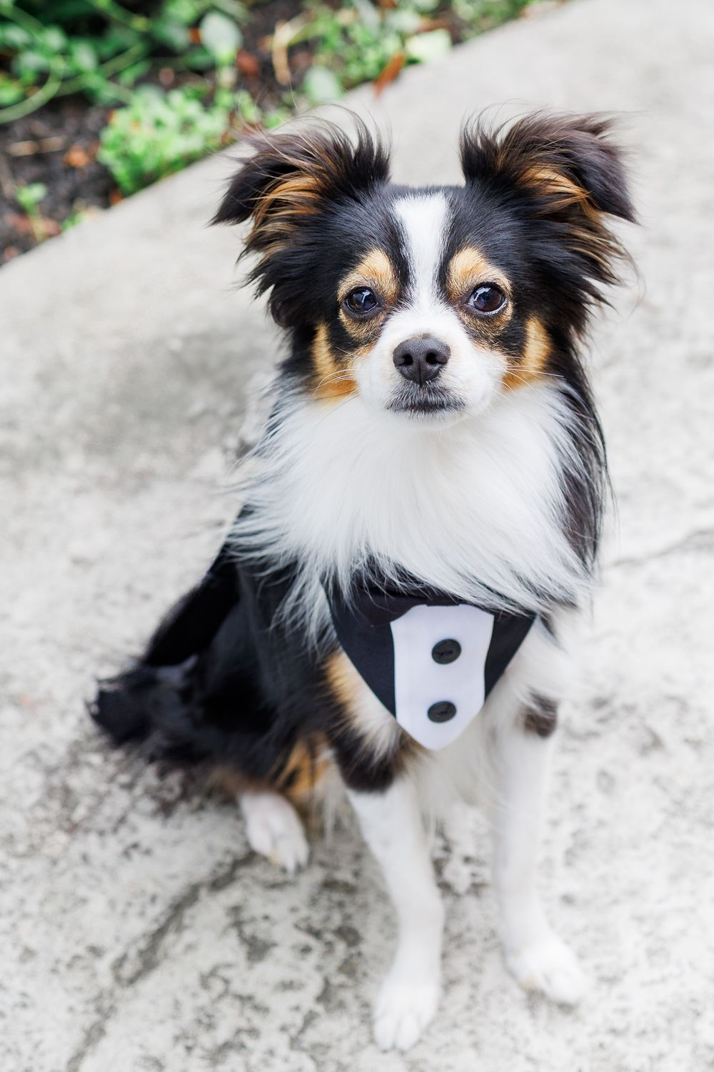 Adorable black, white and tan Papillon dog lying on a light surface with expressive eyes and pointed ears.