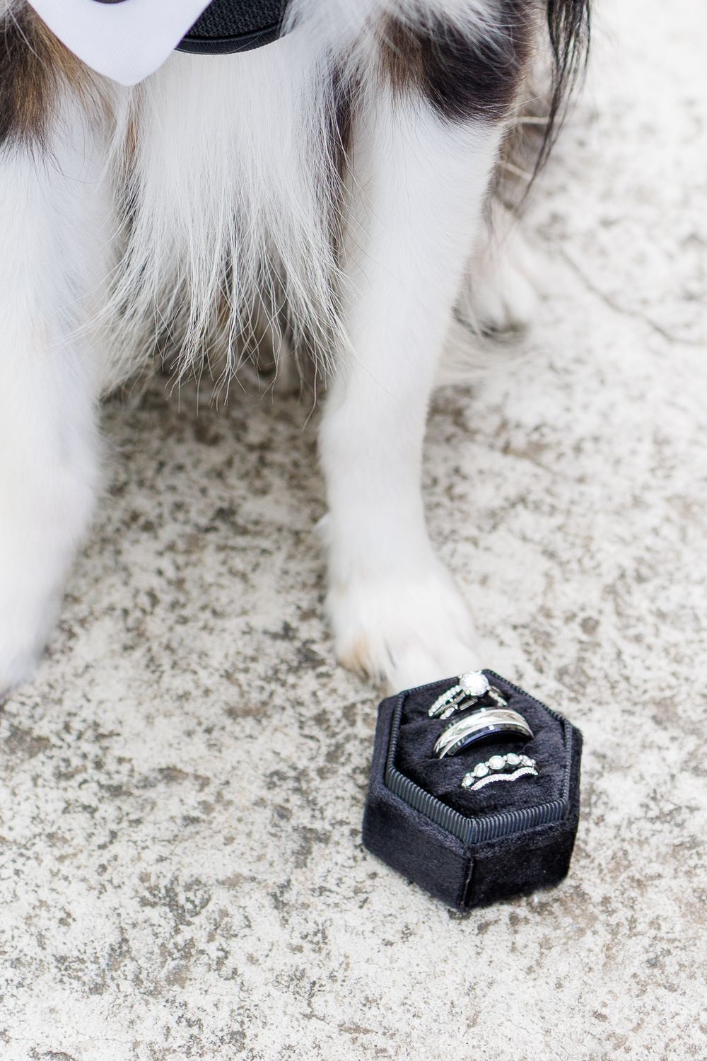 Close-up sequence showing a dog's paw placing a wedding ring in a black hexagonal ring box on a white surface.
