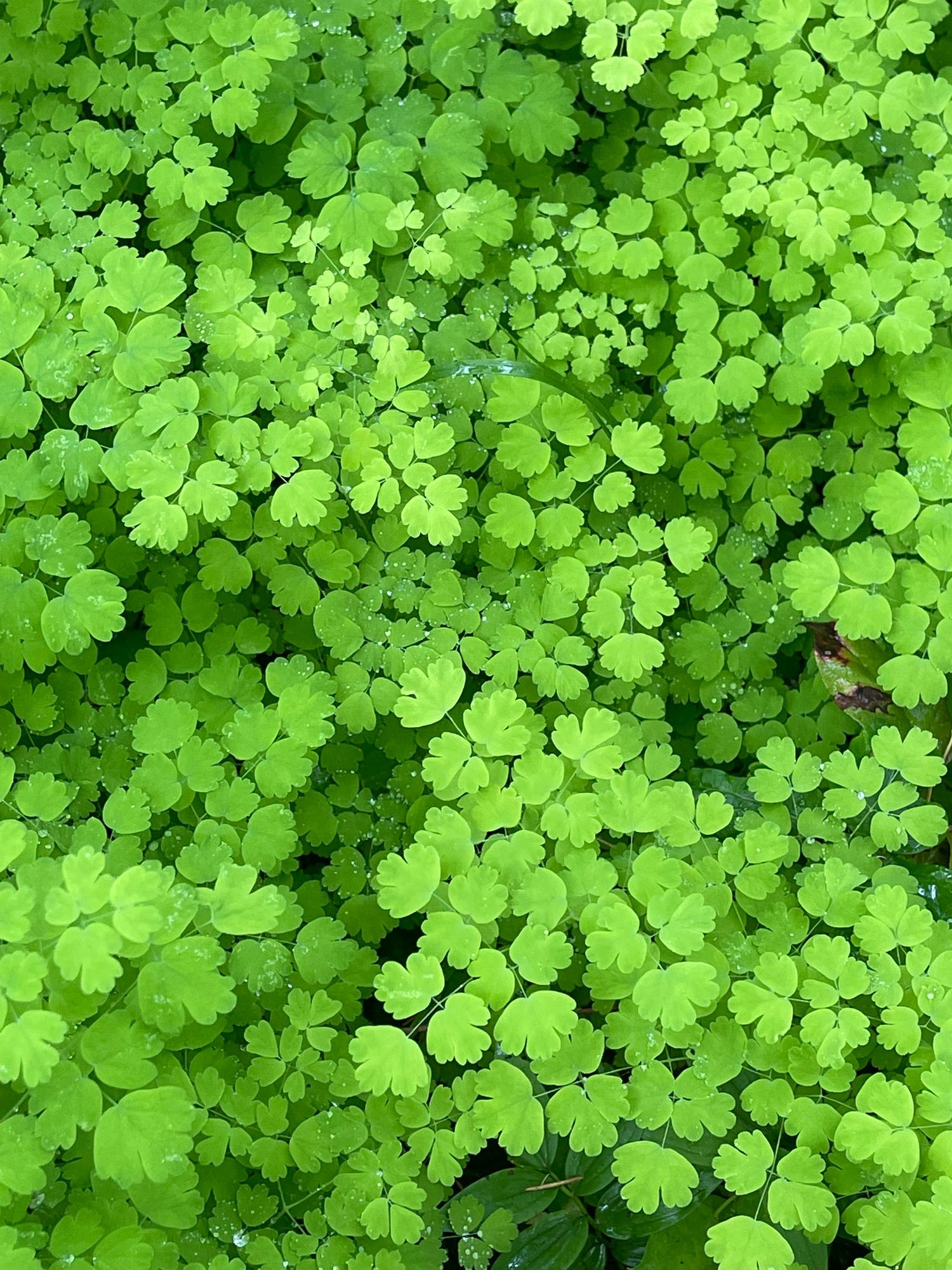 Lush green maidenhair fern leaves create a dense natural pattern of delicate foliage.