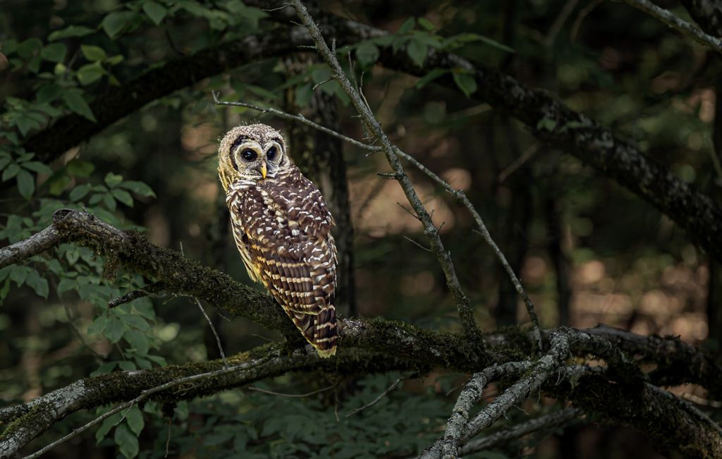 A barred owl perches on a tree branch in a forest setting during dusk or dawn.