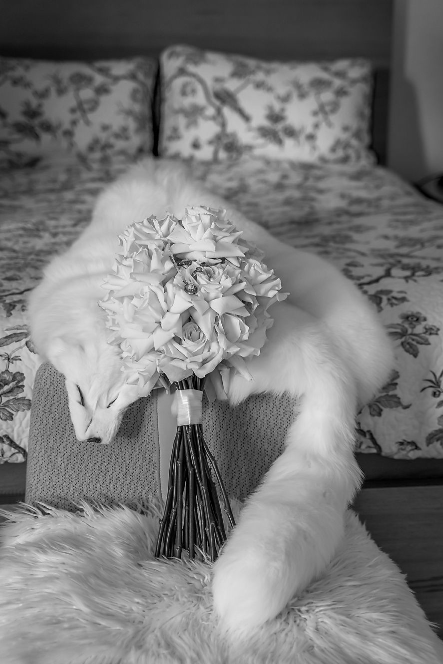A white bridal bouquet of roses rests on a fluffy white cat sleeping on a floral patterned bed.