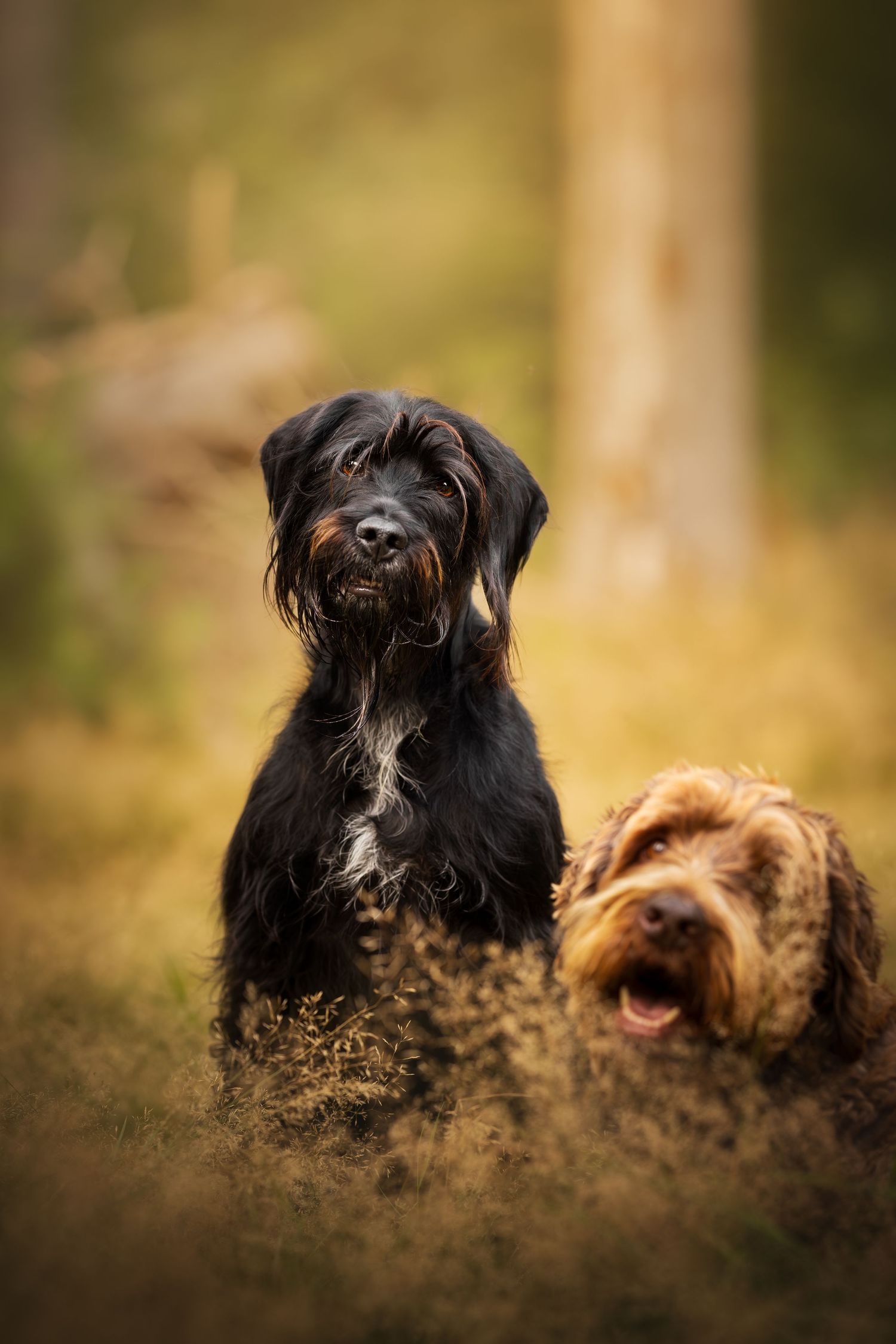 Two playful dogs with black and brown fur running and playing together in golden sunlit dirt or sand.