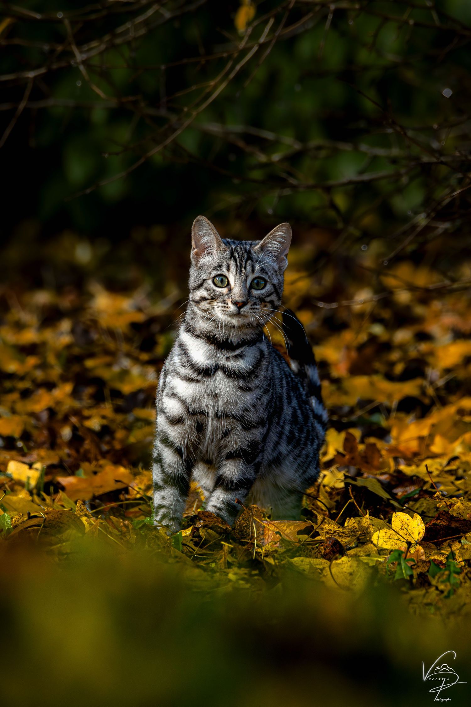 A silver tabby cat sits among fallen autumn leaves in dappled sunlight.