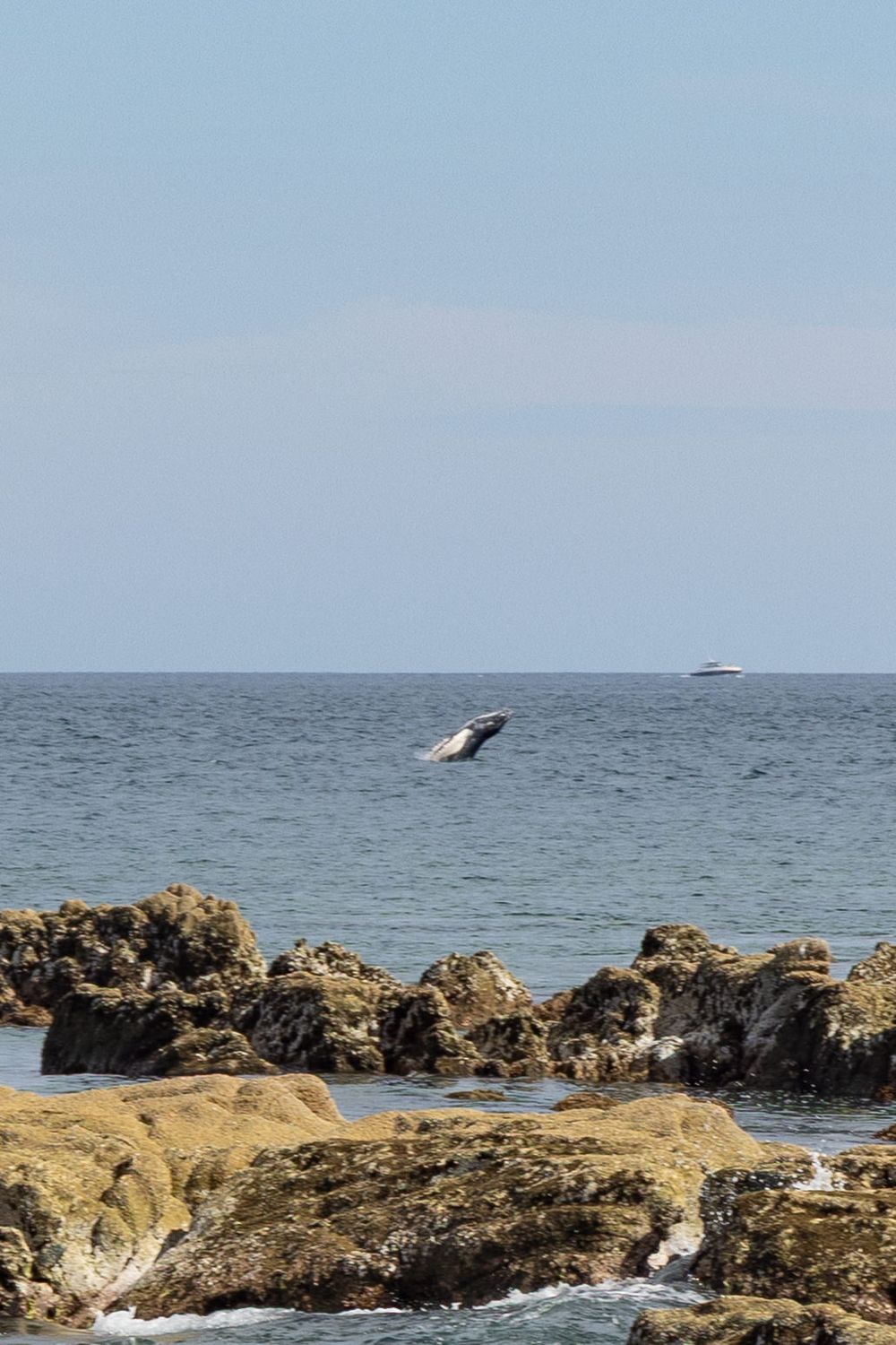 Humpback whale breaching near rocky shoreline with a boat visible on the calm ocean horizon.