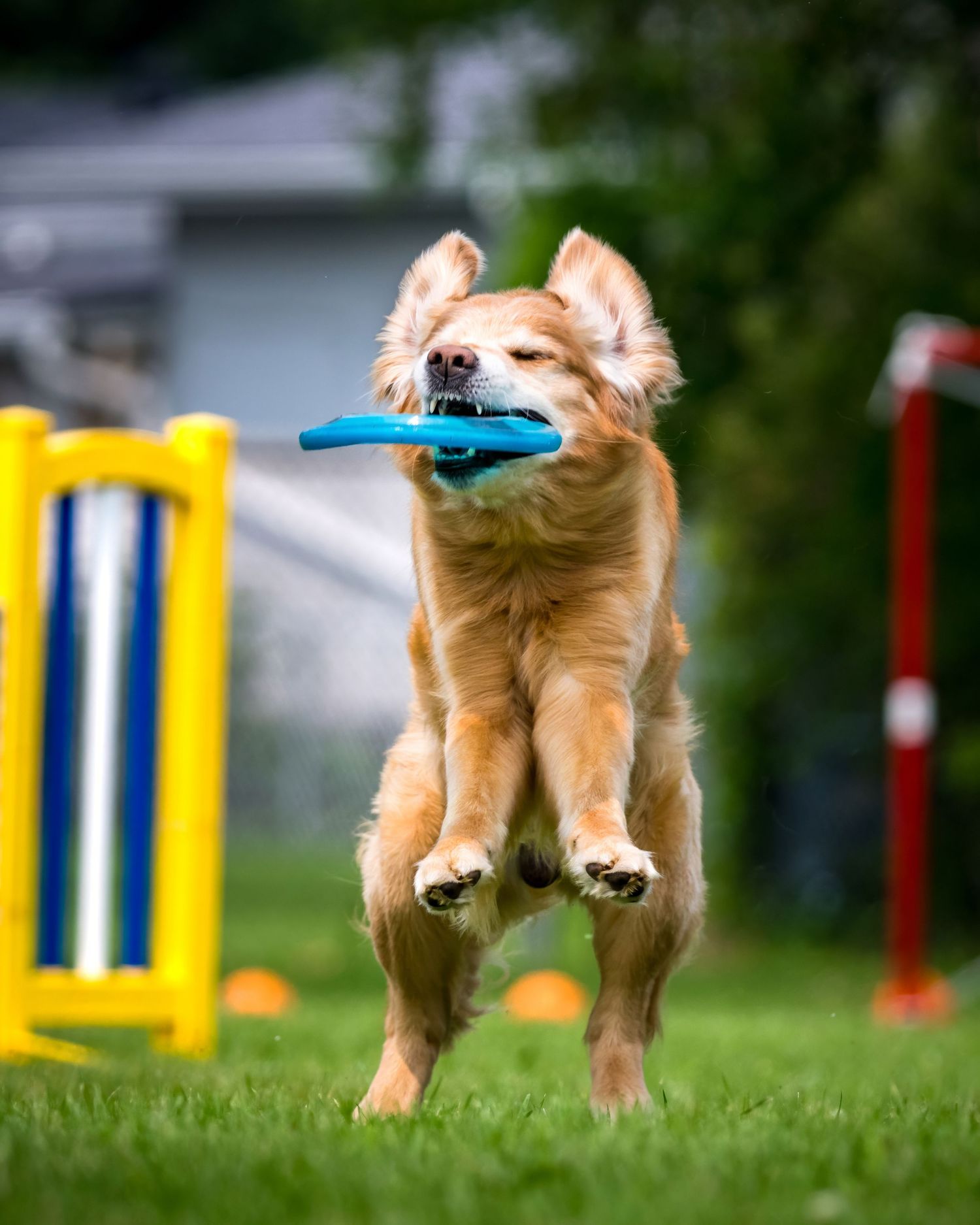 A chihuahua mix dog leaps in the air while catching a blue frisbee during an agility training session on grass.
