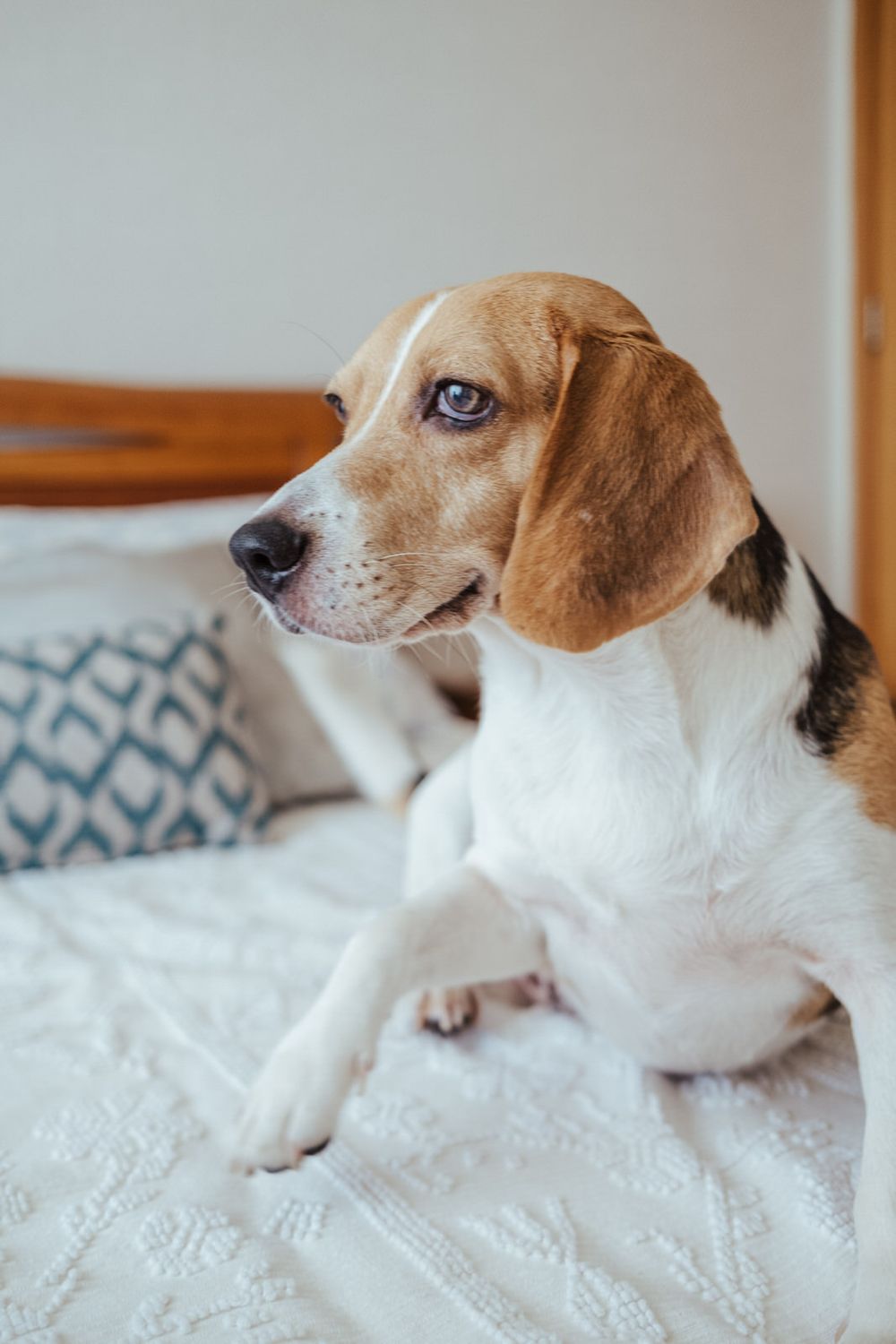 A beagle dog sitting on a white bed with decorative pillows, looking attentively to the side.