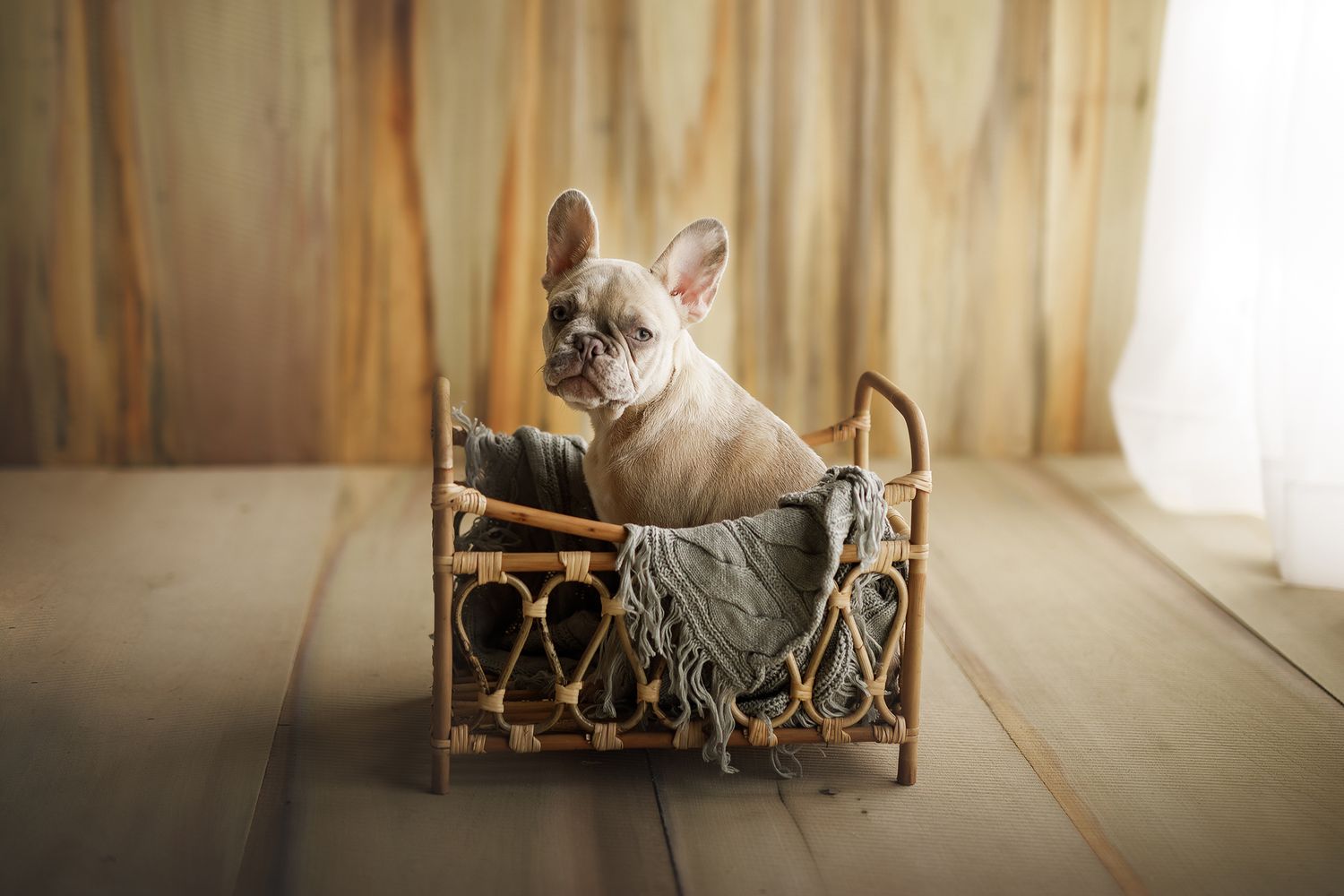 A French Bulldog puppy sits in a small decorative rattan bed with a gray blanket on a wooden floor.