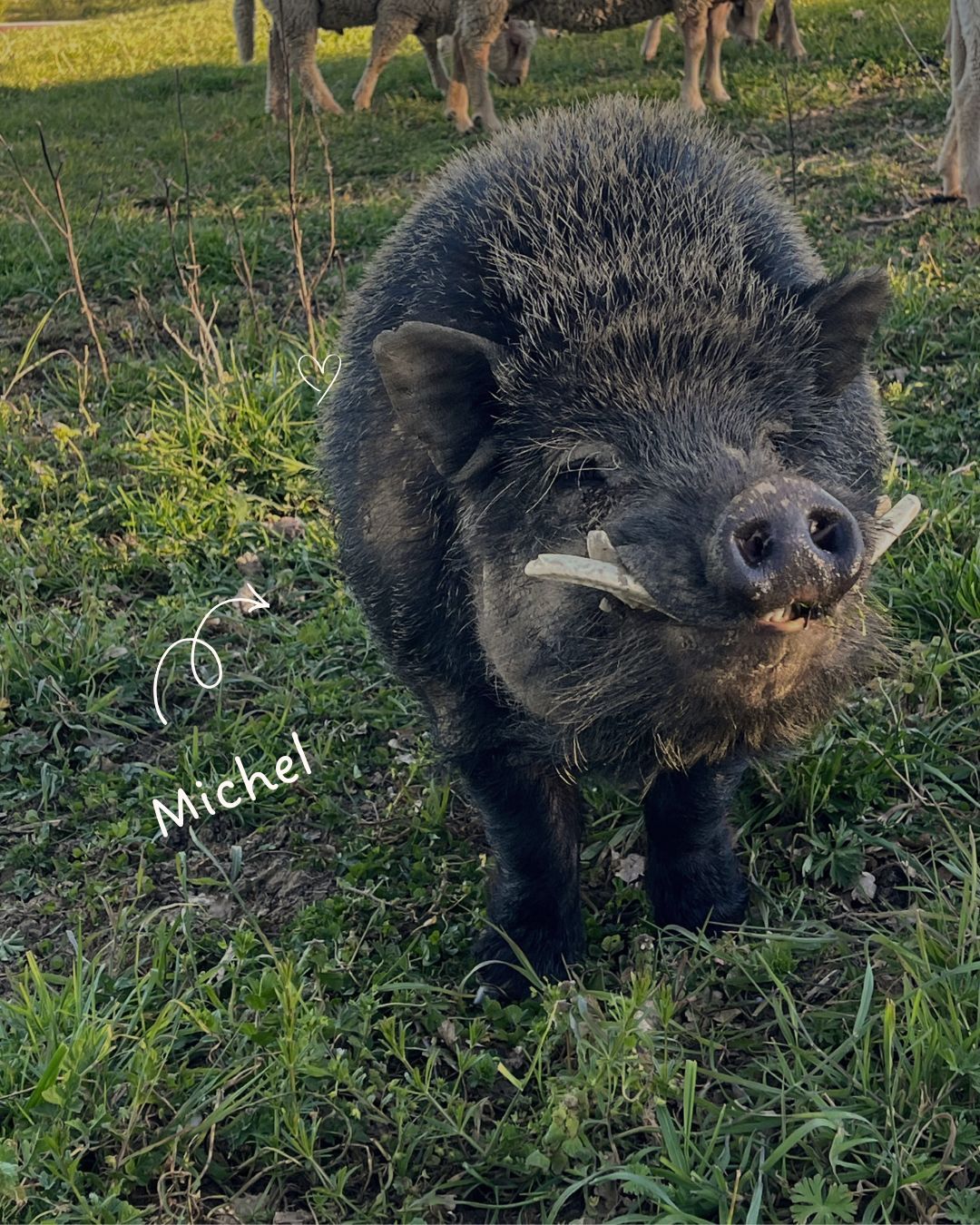 photo cochon gers