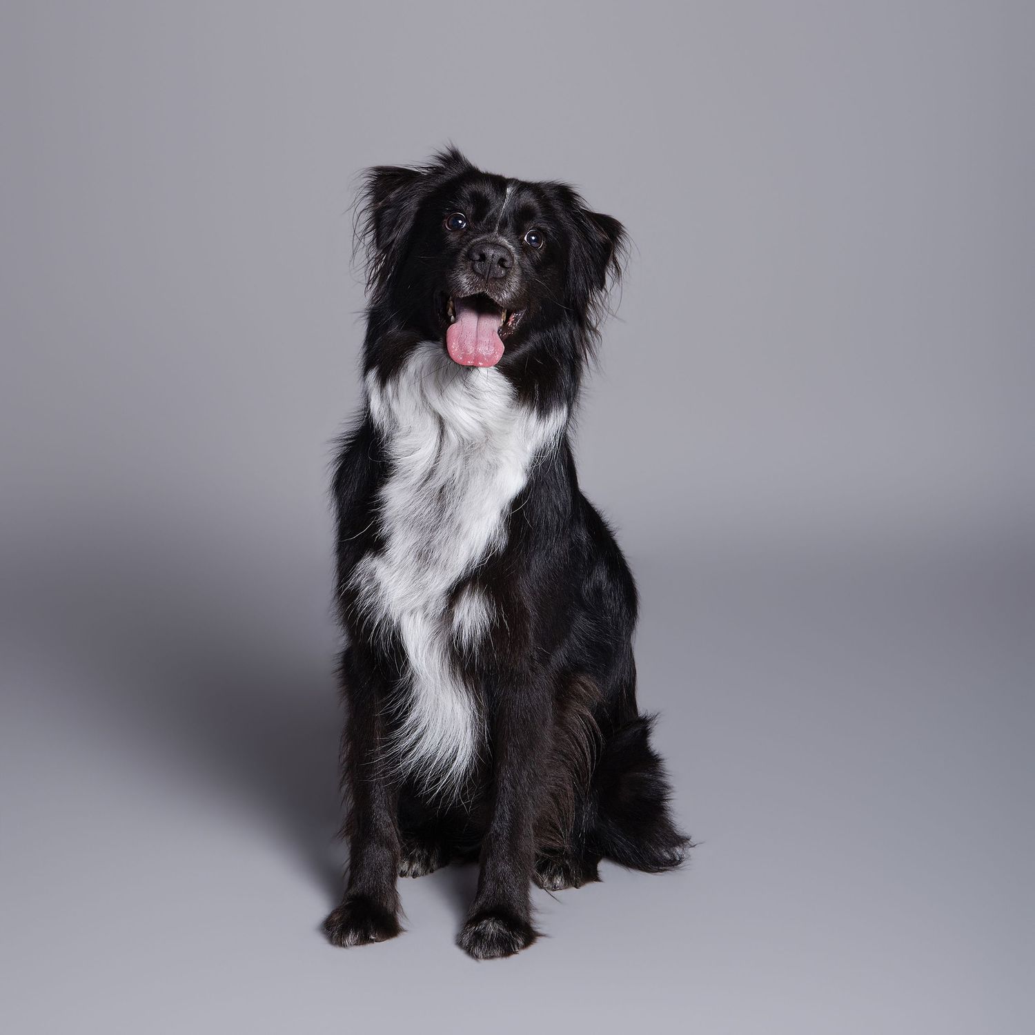 Black and white Border Collie dog sitting upright with tongue out against a gray studio background.