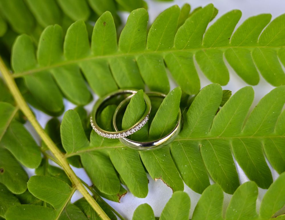 Two gold wedding bands resting on a green fern leaf.