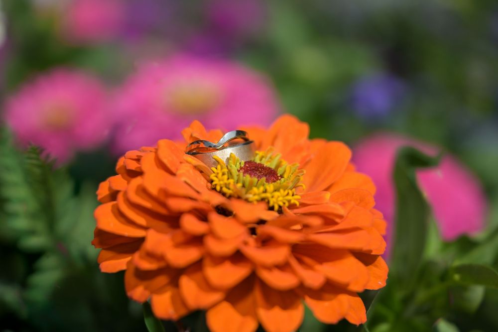 A bee rests on a vibrant orange zinnia flower in a colorful garden with pink blooms and green foliage in the background.