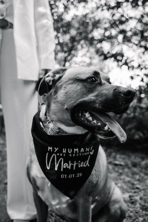 Couple's dog sitting next to the bride during their outdoor wedding ceremony at Weymouth Center for Arts and Humanities in Southern Pines NC