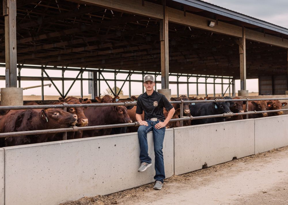 Young man in a ball cap sits on a concrete feed bunk with black and red cattle in a covered cattle feedlot barn.