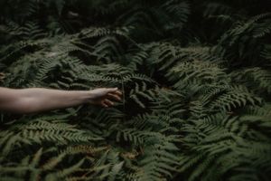 A human hand reaching through lush green fern leaves in a dark forest setting.